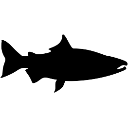Salmon Silhouette